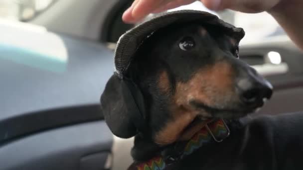 Mujer ajustar la tapa en la cabeza del cachorro dachshund en el salón de coches — Vídeos de Stock