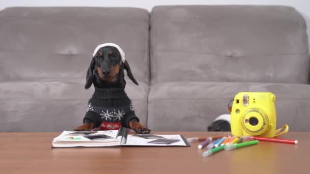 Dachshund dogs in Christmas sweaters and Santa hats are going to make homemade photo album with pleasant memories, drawings and congratulations as gift to family using camera, pencils and notebook — Stock Video