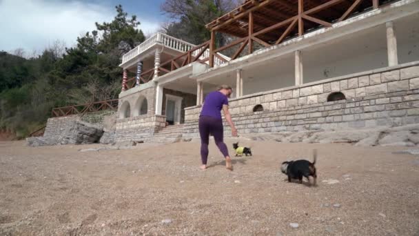 Kadın çakıl taşlı plajda koşan köpeklerle oynuyor. — Stok video