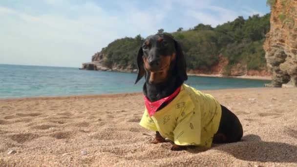 Cachorro dachshund adorável em camiseta amarela está descansando e admirando a vista da bela paisagem marinha enquanto sentado na costa arenosa durante a caminhada. Cão pensativo na praia — Vídeo de Stock