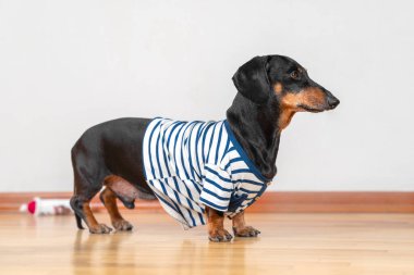 Güzel dachshund köpeği evde mavi ve beyaz çizgili t-shirtlerini giyer. İtaatkar bir şekilde durup yürüyüş, beslenme ya da sahibinin dikkatini çekerek evcil hayvanla oynayacağı zamanı bekler.