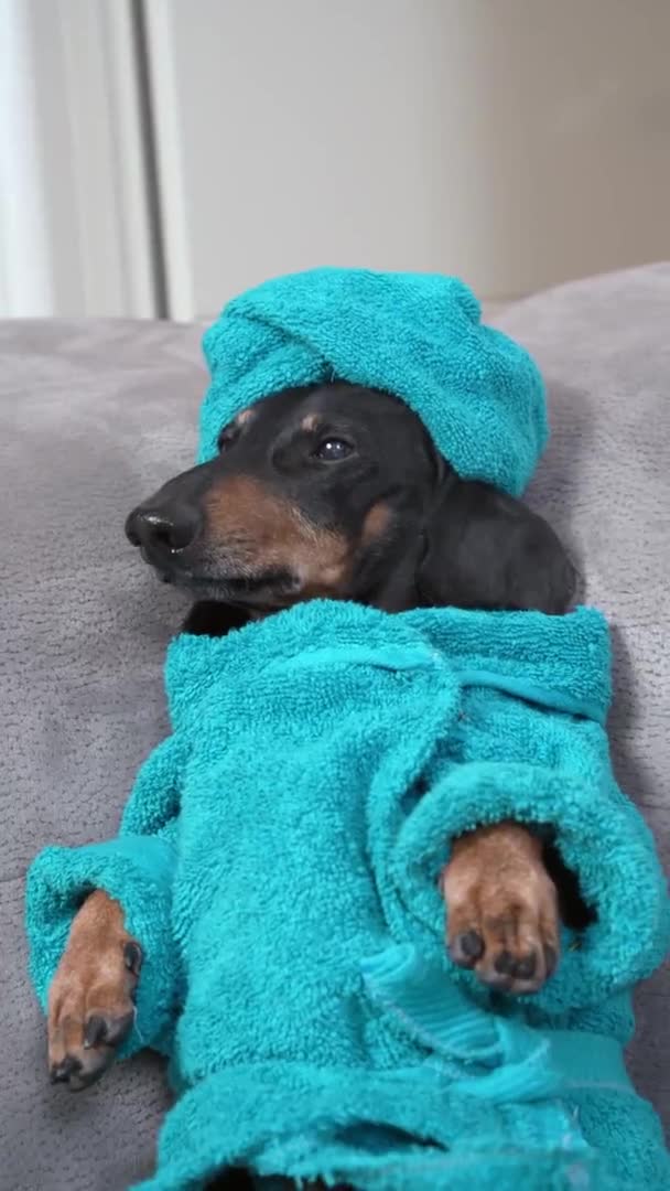 Mignon dachshund chien en peignoir et tête enveloppée avec une serviette — Video