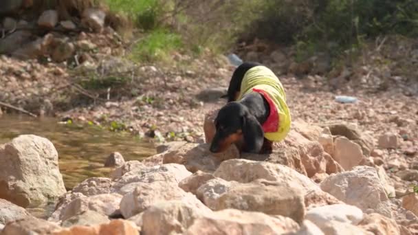 Curious young dachshund dog walks along rocky riverbank — Stock Video