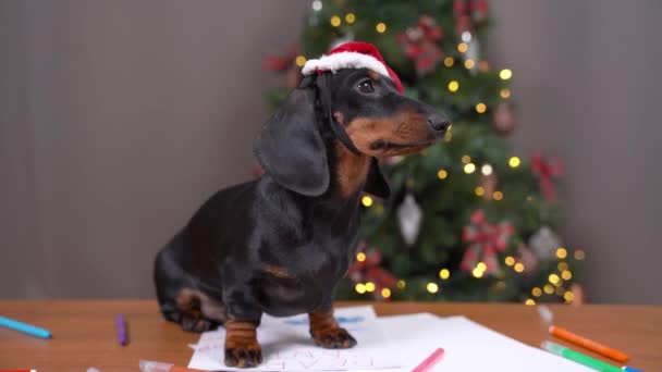 Cute dachshund puppy in festive hat is sitting in table and going to write letter with wishes to Santa, front view. Decorated Christmas tree on blurred background — Stock Video