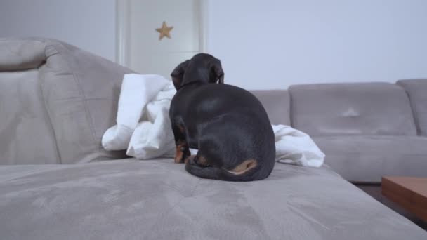 Capek Dachshund anak anjing berbaring di atas selimut di sofa abu-abu — Stok Video