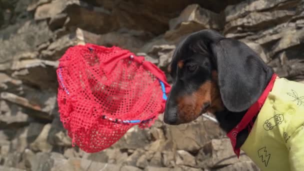 Mooie teckel puppy met zelfgemaakte skimmer net sporen slachtoffer, en probeert om vis te vangen in de zee voor de lunch of vliegende vlinder voor het verzamelen, zijaanzicht, close-up — Stockvideo