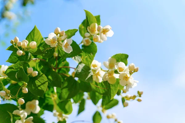 White flowers of beautiful and fragrant jasmine bloom on the branches covered with leaves, illuminated by warm summer sun in the garden, blue sky on background