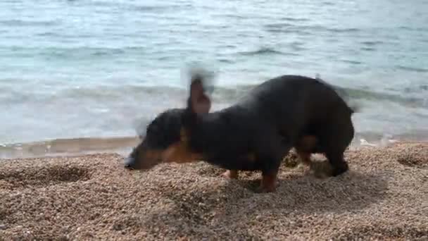 Cachorro salchicha mojada sacude el agua después de bañarse en el mar — Vídeos de Stock