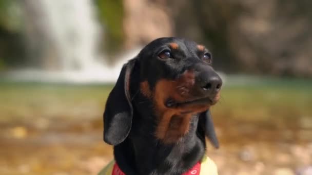 Tenang dachshund anak anjing terhadap air terjun gunung dan danau — Stok Video