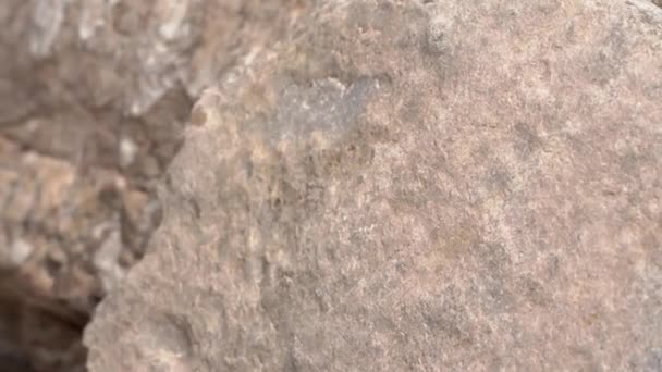 Dachshund viajante faz marca na rocha com giz na primavera — Vídeo de Stock
