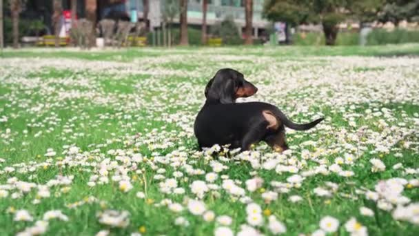 Anjing Dachshund indah berjalan di halaman tertutup dengan rumput segar juicy dan aster putih yang indah di taman kota, dekat jalan raya dengan mobil. Daerah berbahaya untuk anjing berjalan — Stok Video