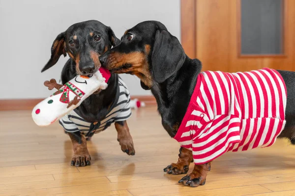 Due simpatici cani bassotto in t-shirt casalinghe giocano con un peluche a forma di pupazzo di neve, lo portano tra i denti e competono per averlo. Intrattenimento congiunto — Foto Stock