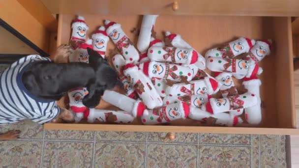 Πολλά μαλακά παιχνίδια σε σχήμα χιονάνθρωπου είναι στο συρτάρι, πάνω όψη. Αστεία άπληστοι dachshund κουτάβι ελέγχει τον αριθμό των αγαπημένων παιχνιδιών και επιλέγει ένα για να παίξει με — Αρχείο Βίντεο