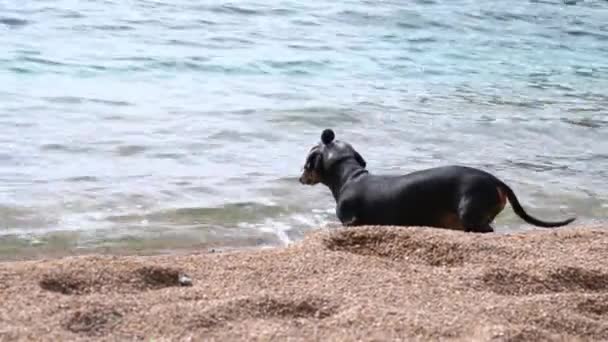 Netter Dackelhund mit Mütze, um an heißen Tagen keinen Sonnenstich zu bekommen, will im Meer schwimmen, hat aber Angst. Tier geht nicht ins Wasser, weil es dort kalt ist — Stockvideo