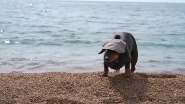 Divertido perro salchicha llegó a tierra desde el mar después de nadar. El animal usa gorra para evitar sufrir insolación en un día caluroso, la mascota sacude la cabeza y la incómoda gorra se cae. — Vídeos de Stock