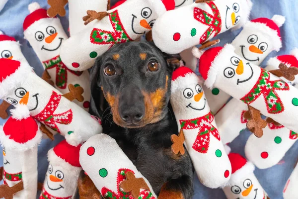 Retrato de cachorrinho adorável deitado na cama, brinquedos em forma de bonecos de neve espalhados e empilhados em animal de estimação, vista superior. Ganancioso cão obcecado coletou todos os seus brinquedos favoritos e está guardando-os — Fotografia de Stock