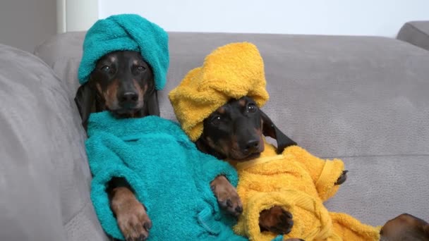 Két aranyos tiszta tacskó kutya fürdőköpenyben és törölközőkkel a fejük köré tekeredve zuhanyzás után a kanapén egymás felé dőlve pihennek a spa hétvégén. — Stock videók