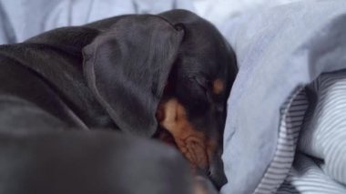 Tatlı dachshund köpeği yatakta battaniye ve yastıkların arasına kıvrılmış uyuyor, yaklaşın. Yorgun köpek yavrusu oyun ve izlenimlerle dolu aktif bir günden sonra dinleniyor.