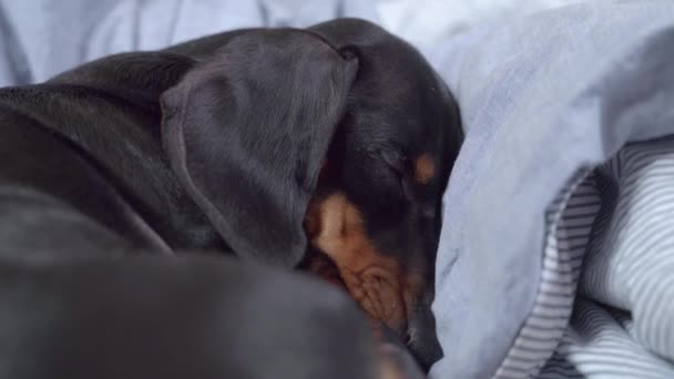 Szép tacskó kutya alszik mélyen összegömbölyödve takarók és párnák között az ágyon, közelről. Fáradt kiskutya pihen aktív nap után tele játékokkal és benyomásokkal — Stock videók