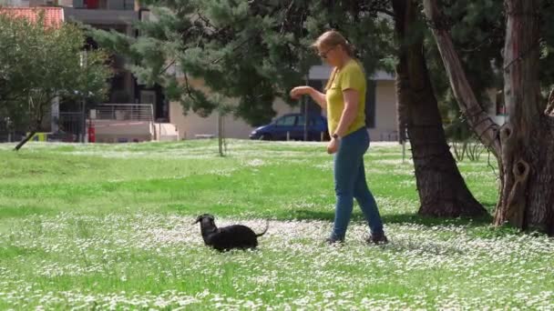 Dackel dreht sich, als tanze er Walzer auf dem mit Gras und Gänseblümchen übersäten Rasen im Stadtpark. Hundeführerin bringt Haustier neuen Trick bei, indem sie Handgesten macht, sie gibt Hund Leckerbissen als positive Verstärkung — Stockvideo