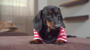 Çizgili tişörtlü şirin şaşkın köpek yavrusu kanepede uzanıyor ve korku içinde etrafına bakıyor. Köpek üzgün ve korkmuş çünkü evde yalnız bırakılmış.