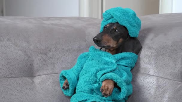 Rolig tax hund i blå badrock och med handduk lindad runt huvudet efter dusch ligger och frossa på soffan på lata spa helgen hemma, framifrån — Stockvideo