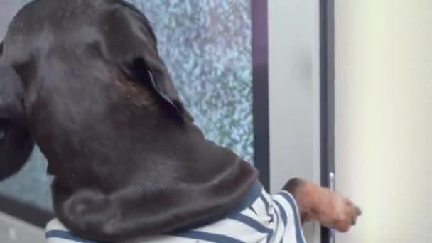 A TV está quebrada e mostra ruído branco, antena de cabo digital não está conectado, de modo que os canais não funcionam. Engraçado cão inepto dachshund quer consertar eletrodomésticos, então ele bate com a pata — Vídeo de Stock