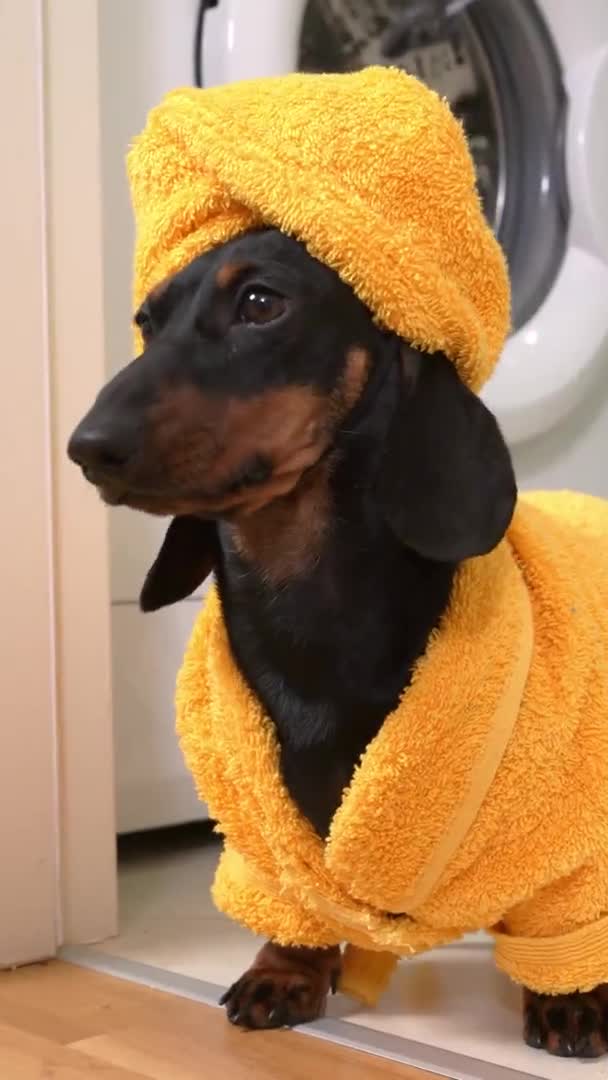 Dachshund in gele badjas en handdoek op het hoofd in de badkamer — Stockvideo