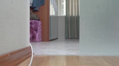 Çizgili tişörtlü sevimli dachshund köpeği kapının önüne gelir, oturur ve beklenti içinde, önden bakar. Köpek sahibinin dikkatini çekmeye geldi.