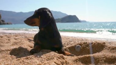 Komik dachshund köpek yavrusu yüzdükten sonra sahilde güneşleniyor ve güneşleniyor. Köpek ıslak kumda çukur kazdı. Tatil köyü, evcil hayvanla seyahat. Etkin yaşam biçimi