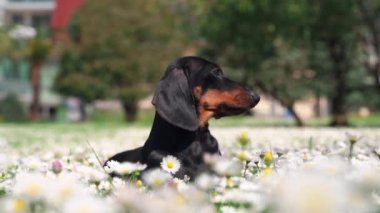 Papatyaların arasında güzel bir çayırda sevimli bir dachshund köpeği, etrafa bakıyor ve ilkbahar güneşinin ilk ışığında güneşleniyor, sonra da kaçıyor, ön manzara. Parkta güzel bir yürüyüş.