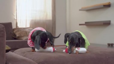 Tişörtlü iki komik dachshund koltukta oturan kardan adam şeklinde aynı yumuşak oyuncakları kemiriyor. Sonra birden durup farklı yönlere bakıyorlar.