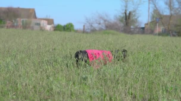 Tişörtlü komik dachshund köpekleri büyük kahverengi oyuncaklarla oynarlar. — Stok video