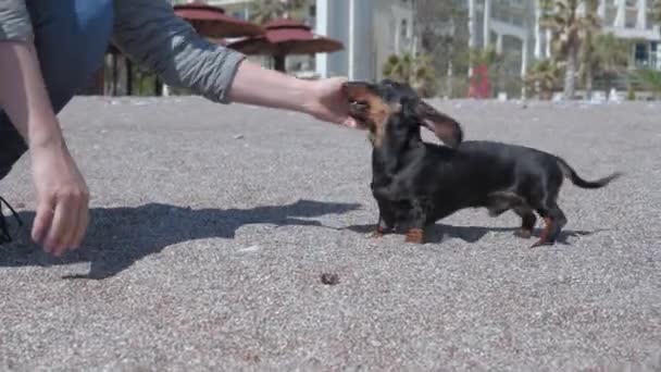 Dachshund子犬bites女性手遊び上の砂浜 — ストック動画