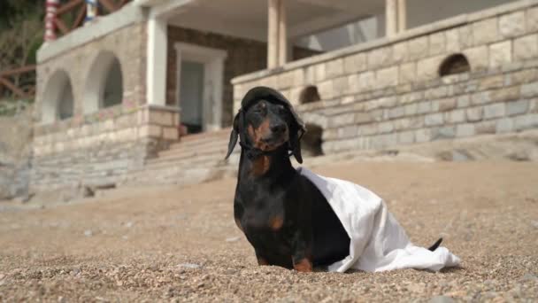 目と頭を灼熱の真昼の太陽から保護するためにキャップの面白いダックスフンド犬は、ビーチに座って、泳ぐ後に毛布に包まれた冷たいし、離れて、より多くの楽しみを持って実行します — ストック動画