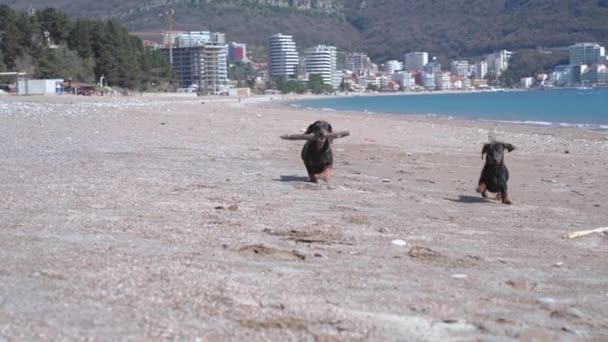 Zabawny młody pies Dachshund niesie drewniany kij podczas gdy przyjaciel biegnie w pobliżu wzdłuż pustej plaży morskiej przeciwko miastu w słoneczny dzień — Wideo stockowe