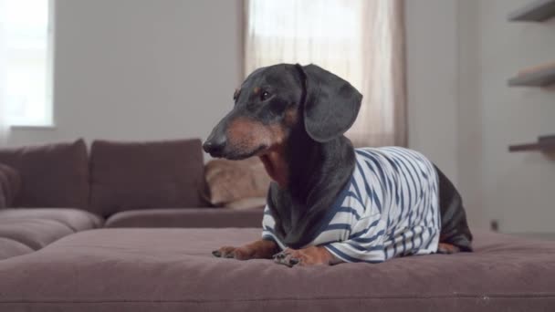 Adorable dachshund chien en t-shirt rayé s'allonge docilement sur le canapé et attend des instructions supplémentaires du propriétaire, suivant le commandement lors de l'entraînement à la maison — Video