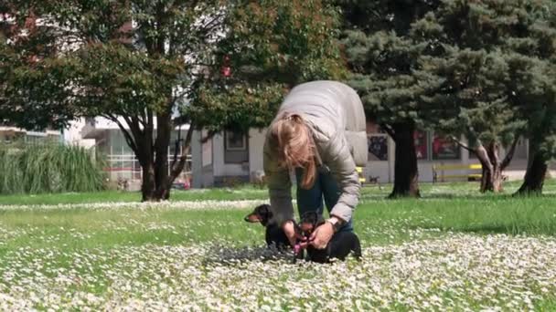 Genç bir kadın, dachshund köpeğinin tasmasına rulet takar. Böylece eve dönüş yolu güvenli olur. Şehir parkında güzel güneşli bir bahar günü. Beyaz papatyalarla benekli çayırlar. — Stok video