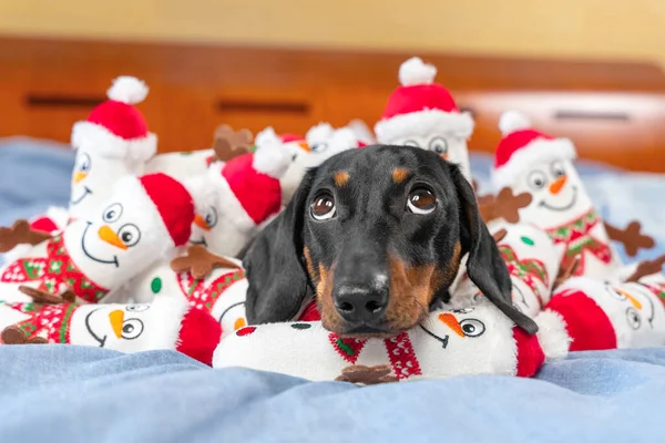 Retrato de cachorro bonito deitado em uma pilha de brinquedos em forma de bonecos de neve e olhando para cima. Ganancioso animal de estimação coletou todos os seus brinquedos favoritos e está guardando-os para que ninguém vai roubá-los — Fotografia de Stock