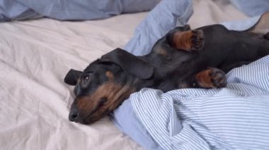 Sevimli yorgun dachshund köpeği göbeği kalkık, manzaralı bir şekilde yatakta güneşleniyor. Haftasonu evde tembellik. Köpek dostu otelde battaniye ve yastıkların arasında evcil hayvan