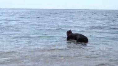 Yüzme gözlüğü takan genç adam denizdeki plastik çöpleri yakalamak ve geri dönüşüme göndermek için kaymak ağıyla suya dalıyor. Kritik küresel atık yönetimi sorunu