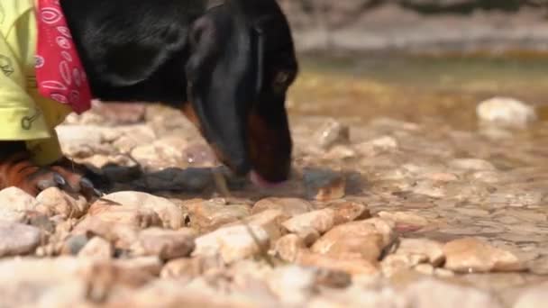 Прекрасный такса щенок устал и запыхался во время активной прогулки в национальном парке, поэтому он пошел к реке, чтобы отдохнуть и утолить жажду чистой, прохладной водой, крупным планом — стоковое видео
