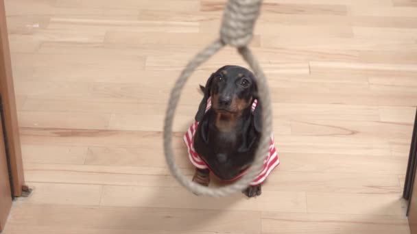 Curioso cachorro dachshund mirada en la soga con cuerda cuelga de arriba a abajo en el apartamento, vista superior a través del bucle. El problema del suicidio. Castigo de criminales por ahorcamiento — Vídeo de stock