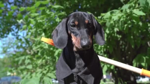 Grappige teckel pup in zwart shirt staat met een peddel of schop met houten handvat klaar, klaar voor avontuur of werk, vooraanzicht. Buitenactiviteiten — Stockvideo