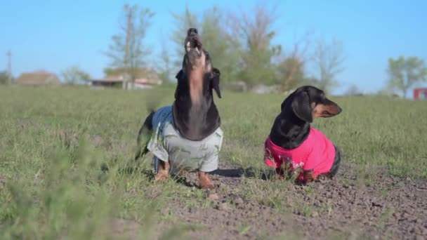 Vicces tacskó, színes pólós kutyák ugatnak a réten. — Stock videók