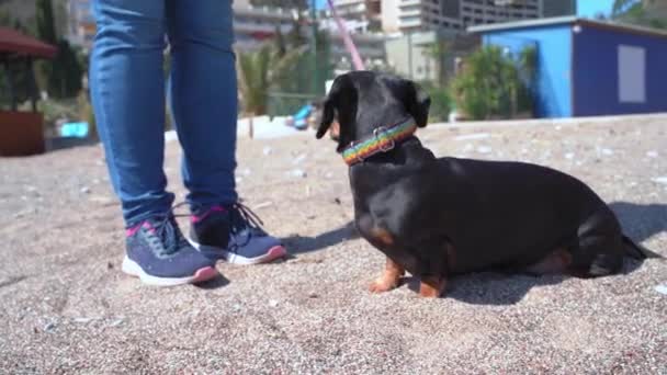 Kadın kumsaldaki neşeli Dachshund 'un tasmasını çıkarıyor. — Stok video