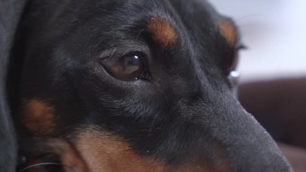 Ogen van vermoeide hond langzaam sluiten wanneer het probeert om in slaap te vallen na een lange en harde dag, close-up. Pet werd heel vroeg wakker en nu valt hij onderweg in slaap. — Stockvideo