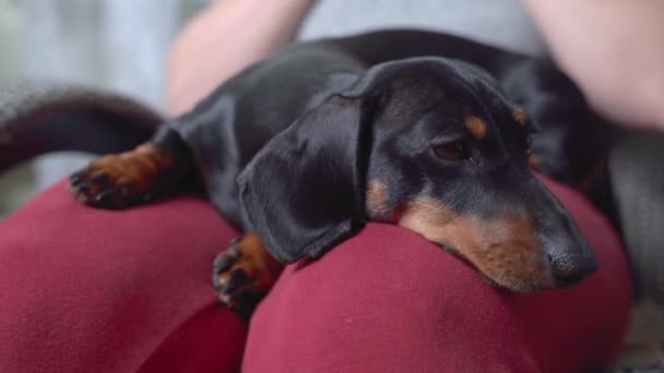 Unavený malý pes s černou a hnědou srstí leží na kolenou dámy — Stock video