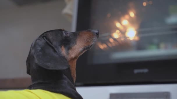 Dachshund waits while popcorn cooking in microwave oven — Stock Video