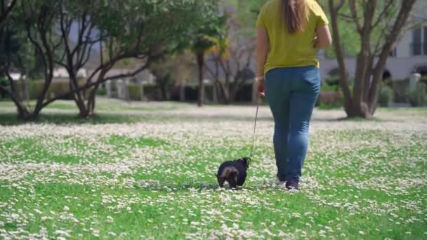 Çiçek açan papatya çiçekleri boyunca elinde dachshund taşıyan bir kadın — Stok video